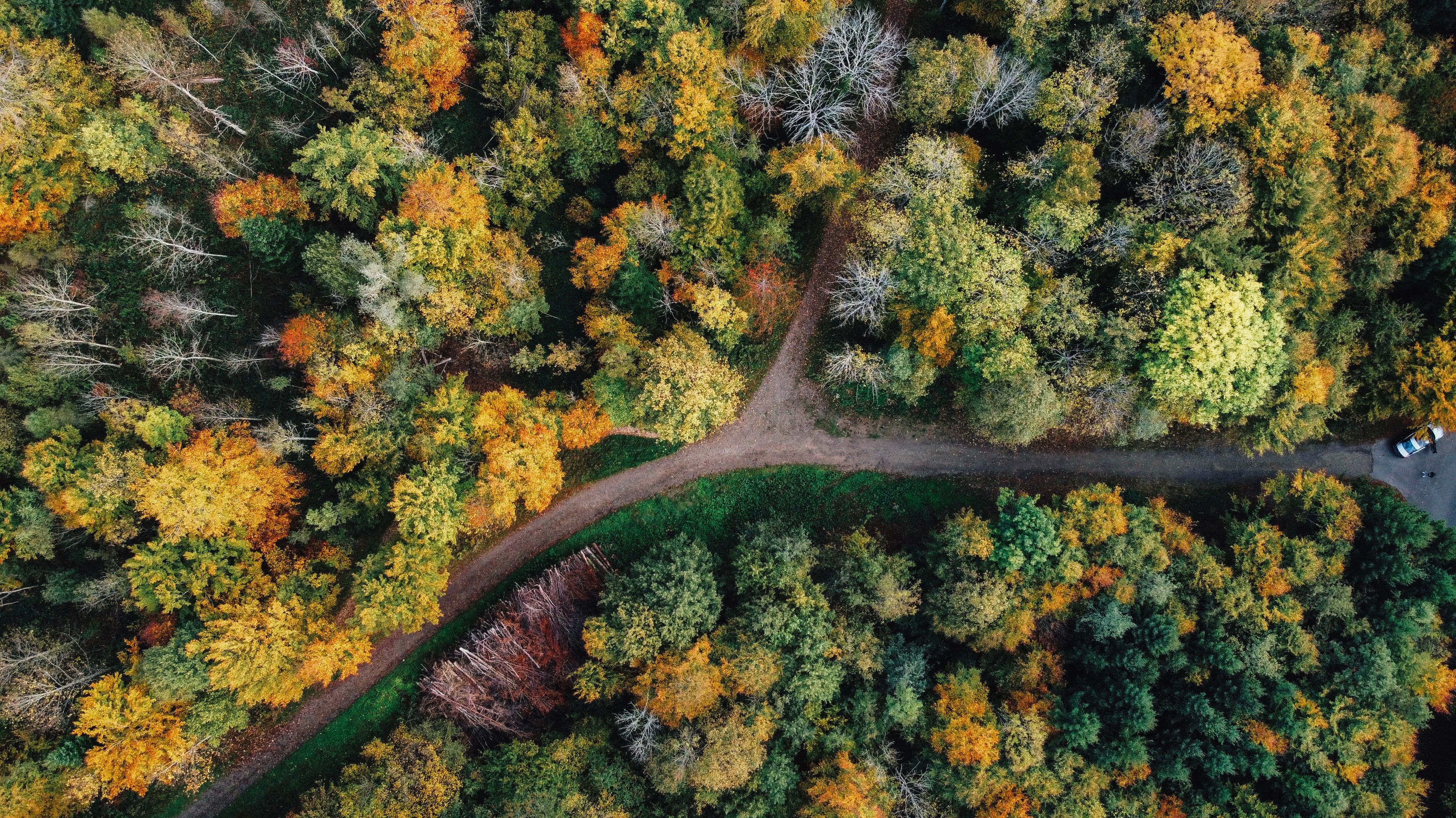 Aerial view of a dense forest canopy