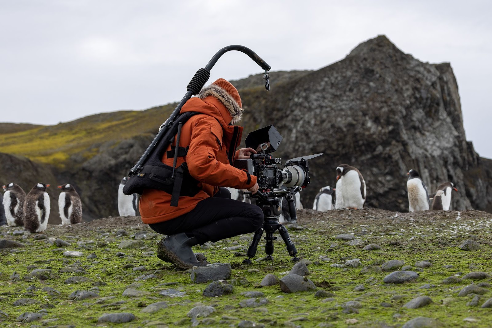 A photographer filming wildlife in a polar landscape